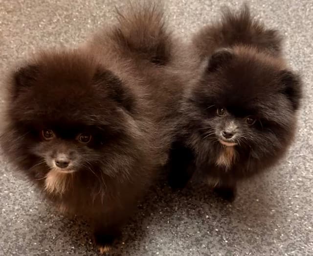 Pomeranian Puppies media 16