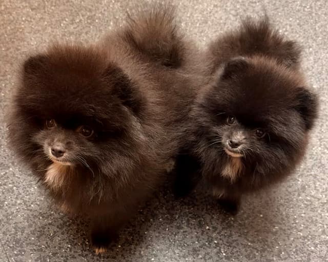 Pomeranian Puppies media 17