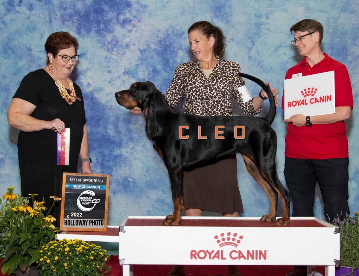 Black and Tan Coonhound Puppies breeder image 1