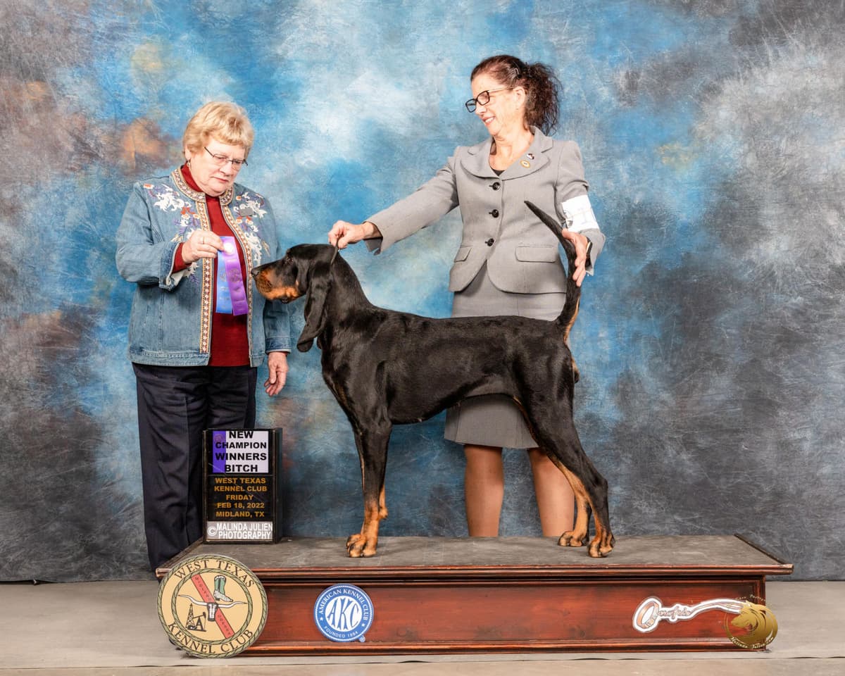 Black and Tan Coonhound Puppies breeder image 3
