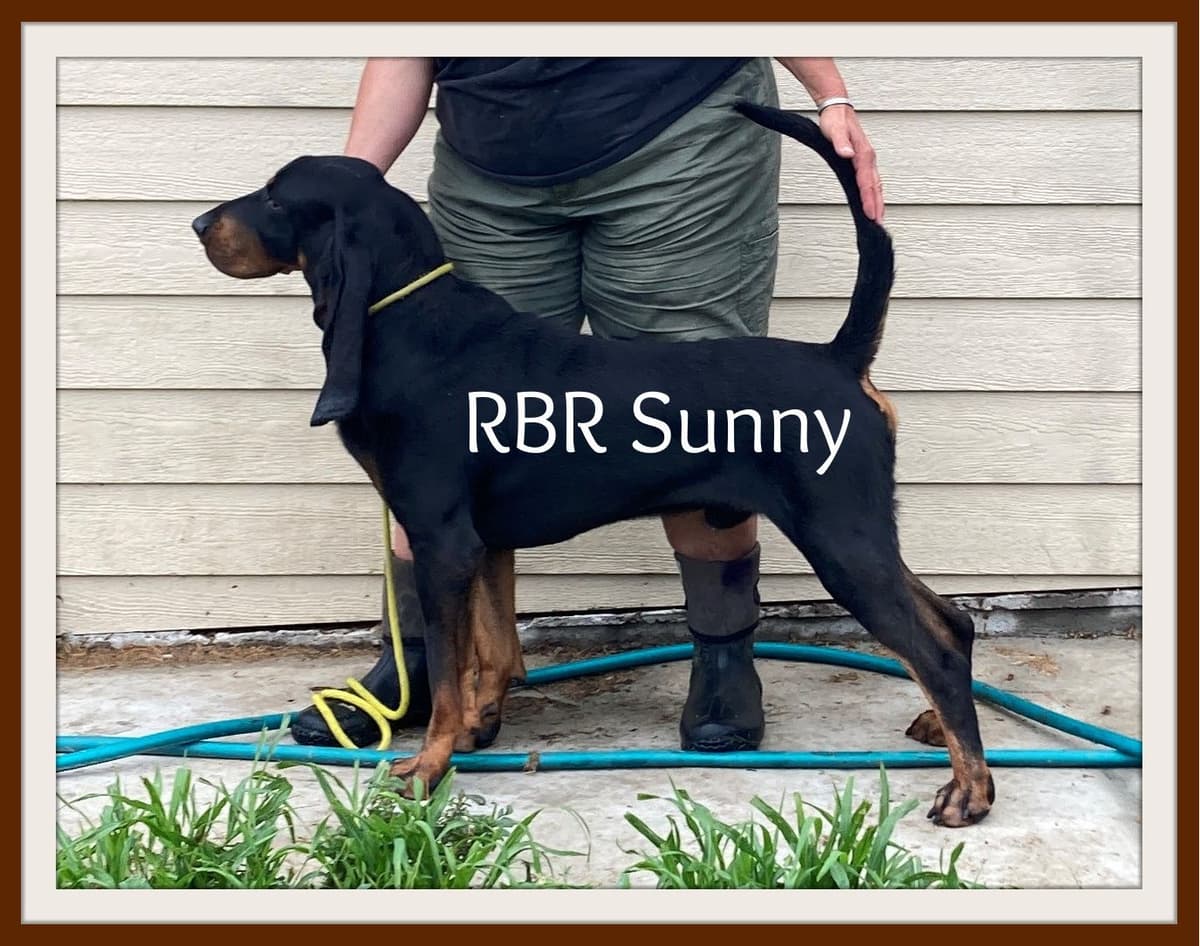 Black and Tan Coonhound Puppies breeder image 4
