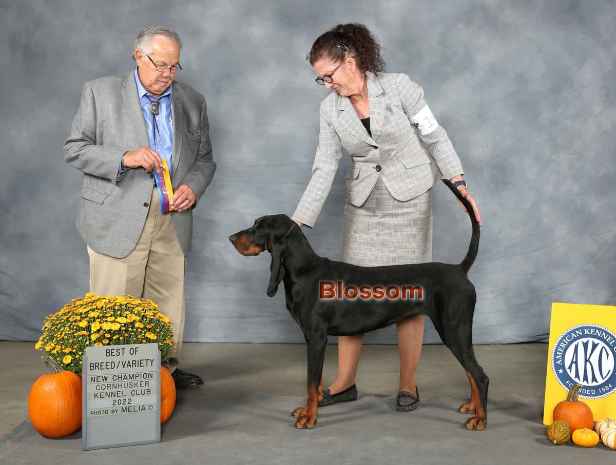 Black and Tan Coonhound Puppies breeder image 5