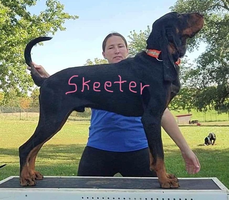 Black and Tan Coonhound Puppies breeder image 6