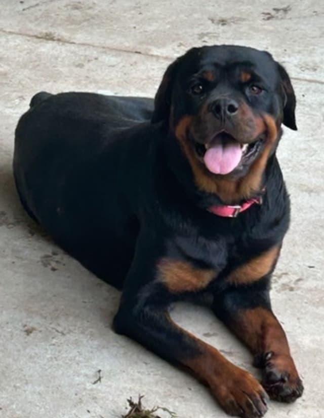 Rottweiler Puppies media 2
