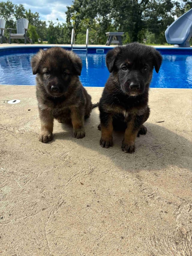 German Shepherd Dog Puppies media 2