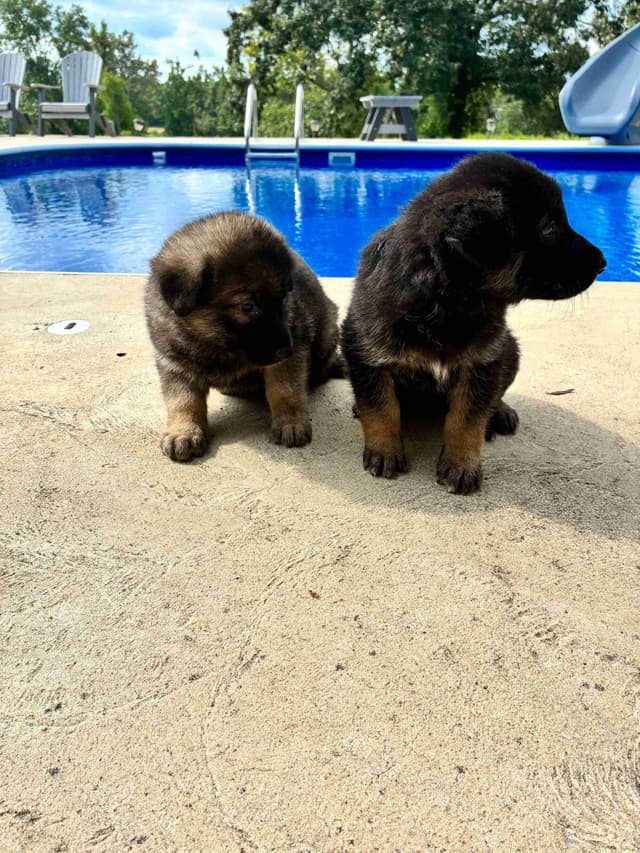 German Shepherd Dog Puppies media 3