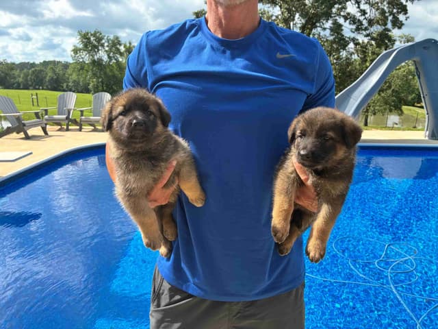 German Shepherd Dog Puppies media 4