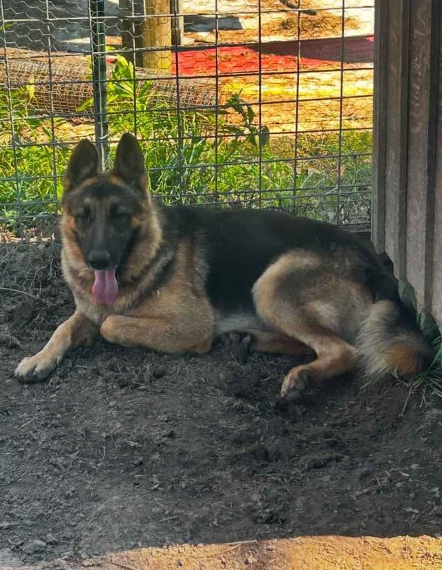 German Shepherd Dog Puppies media 5