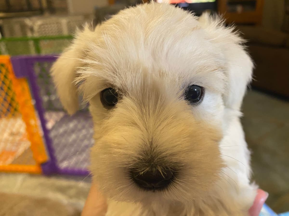 Miniature Schnauzer Puppies breeder image 5