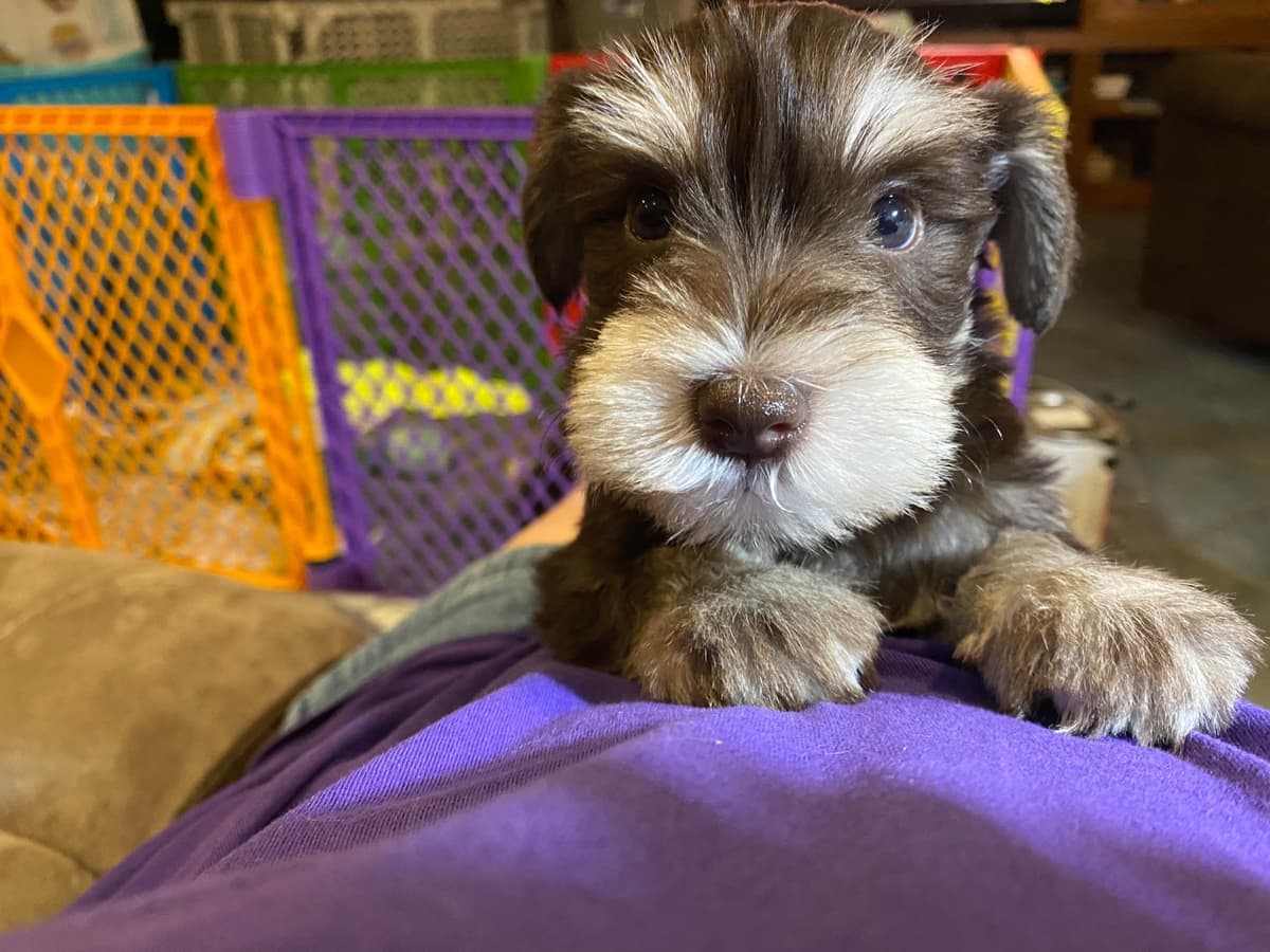 Miniature Schnauzer Puppies breeder image 2