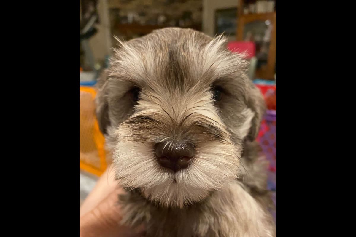Miniature Schnauzer Puppies breeder image 4