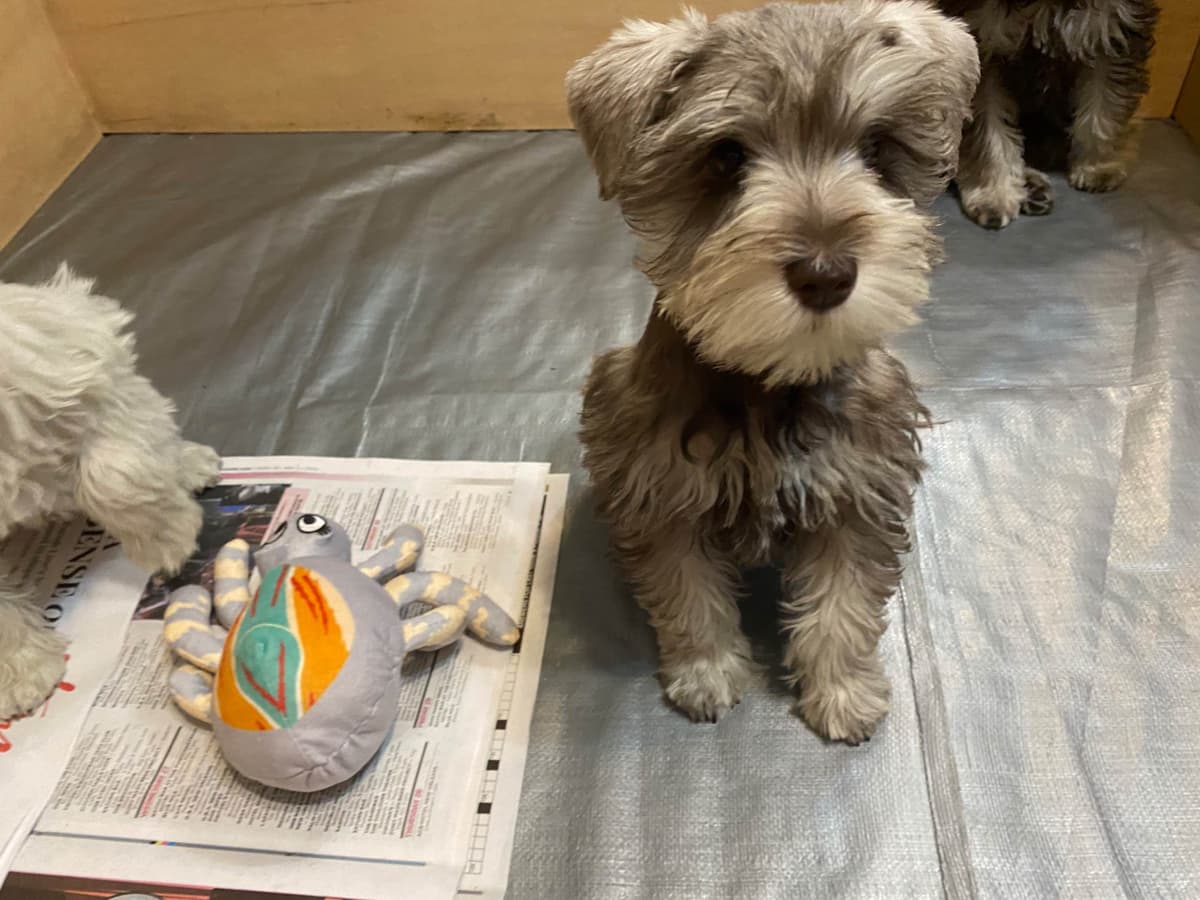 Miniature Schnauzer Puppies breeder image 1