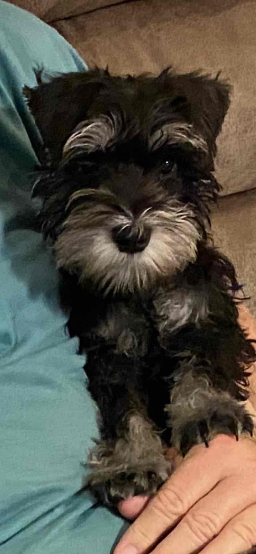 Miniature Schnauzer Puppies breeder image 10