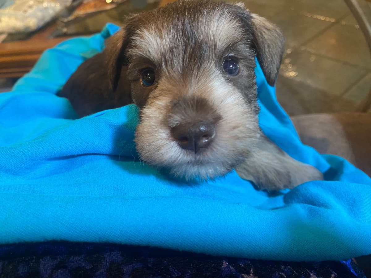 Miniature Schnauzer Puppies breeder image 11