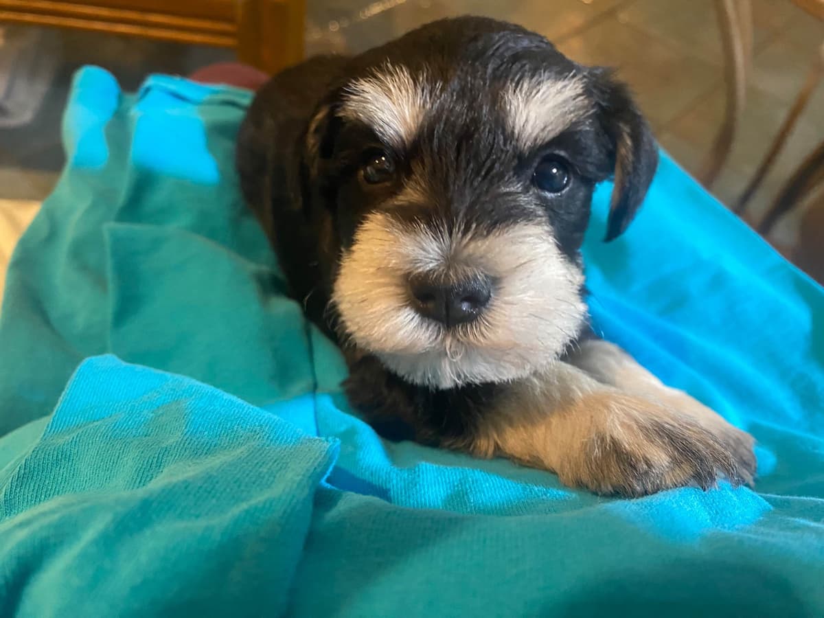 Miniature Schnauzer Puppies breeder image 12