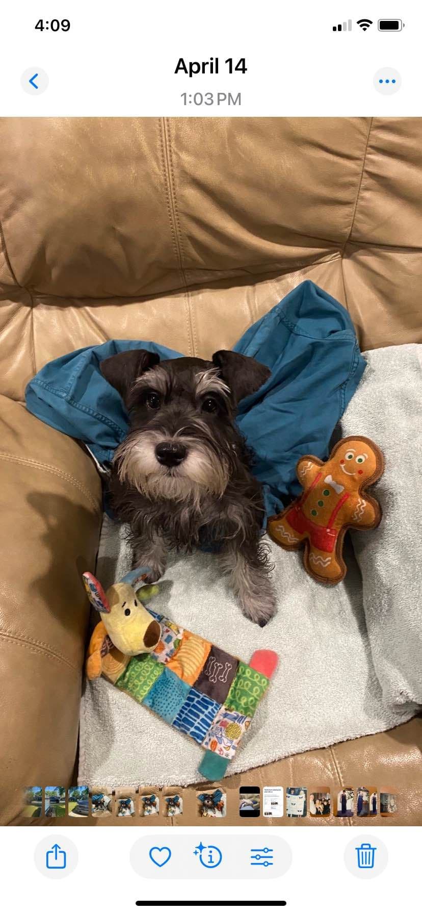 Miniature Schnauzer Puppies breeder image 13