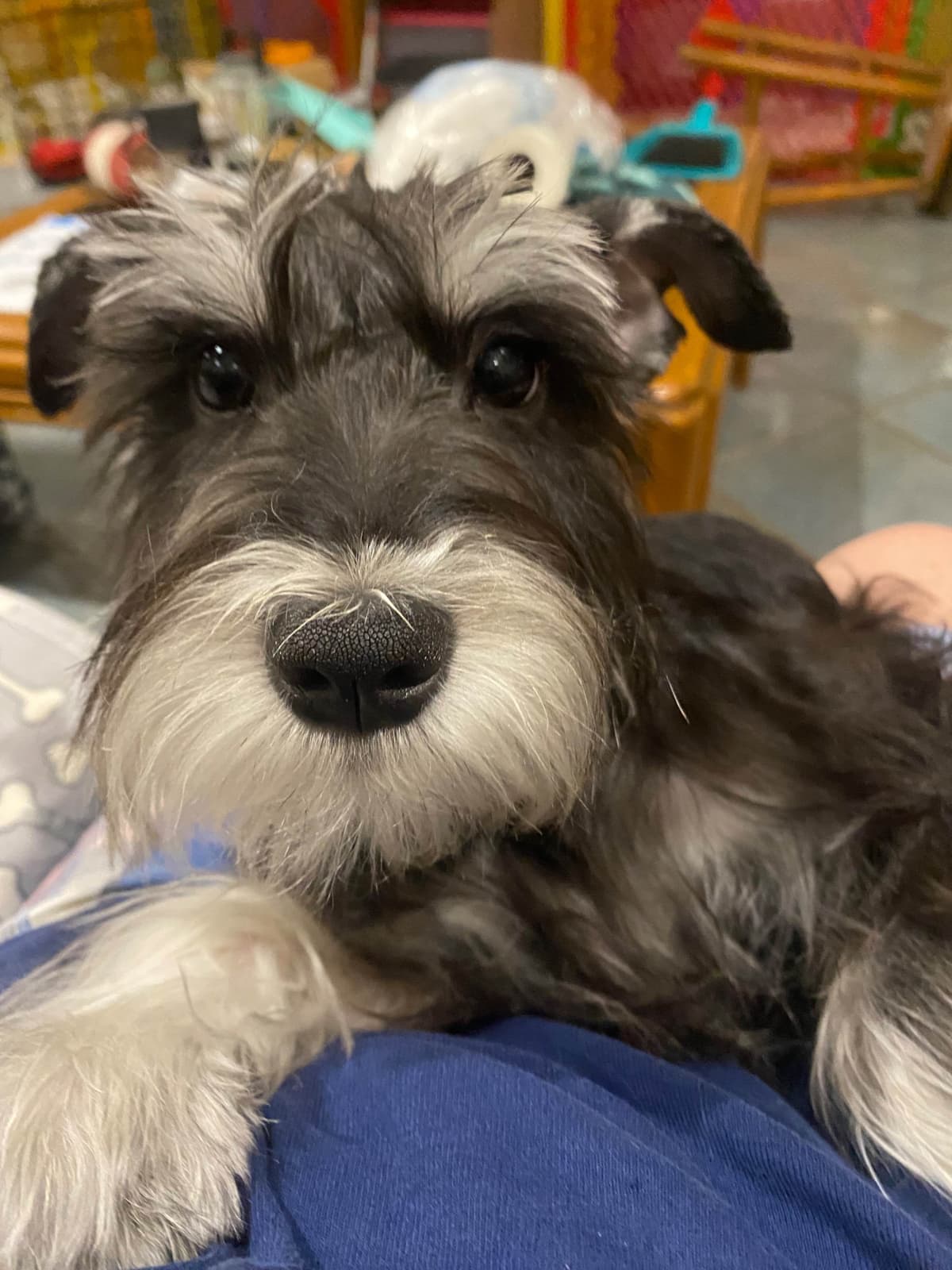 Miniature Schnauzer Puppies breeder image 14