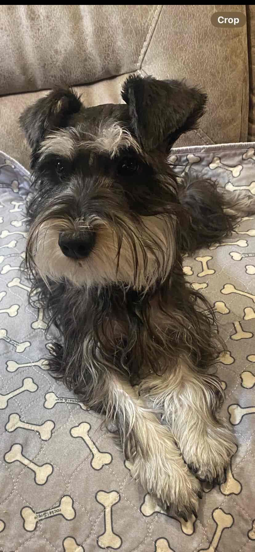 Miniature Schnauzer Puppies breeder image 15