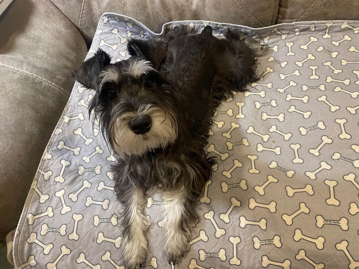 Miniature Schnauzer Puppies breeder image 17