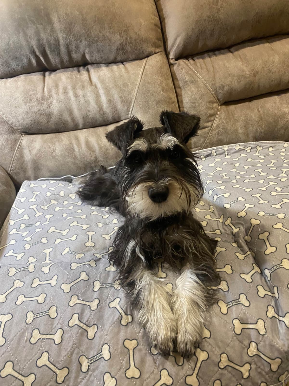 Miniature Schnauzer Puppies breeder image 18