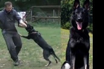 German Shepherd Dog Puppies breeder image 1
