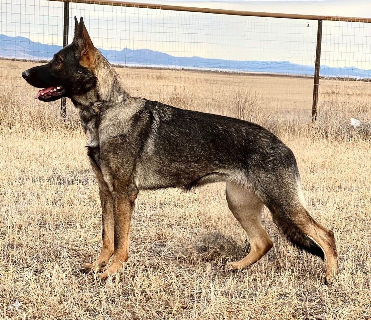 German Shepherd Dog Puppies breeder image 5