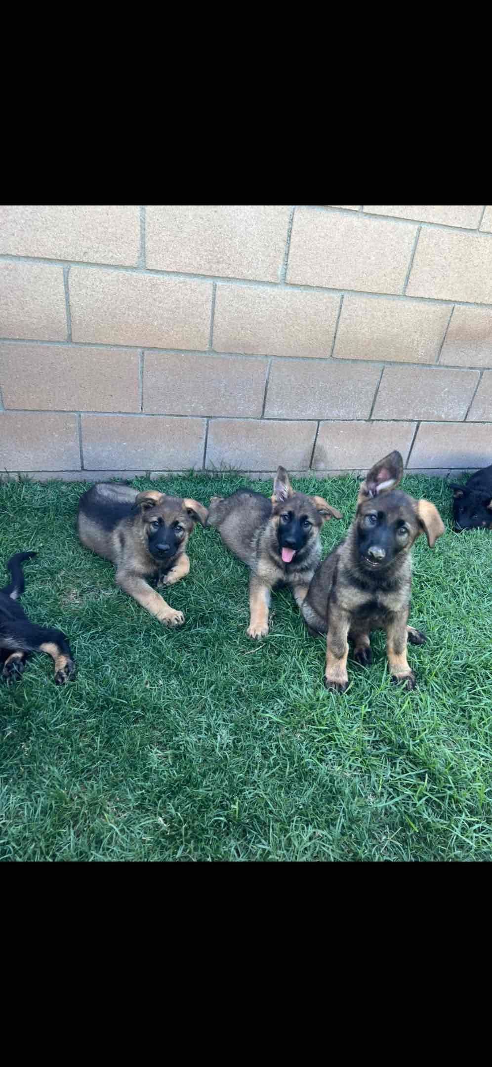 German Shepherd Dog Puppies breeder image 9