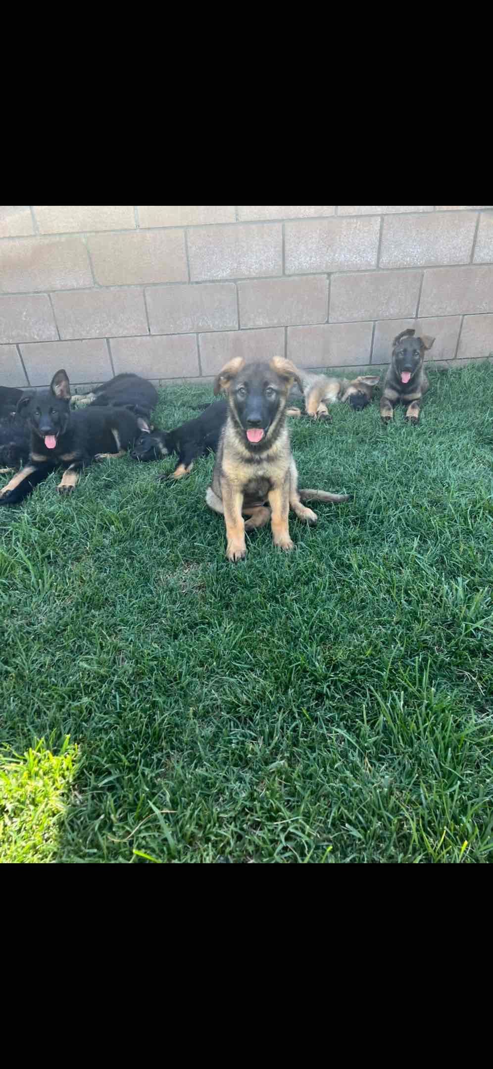 German Shepherd Dog Puppies breeder image 10
