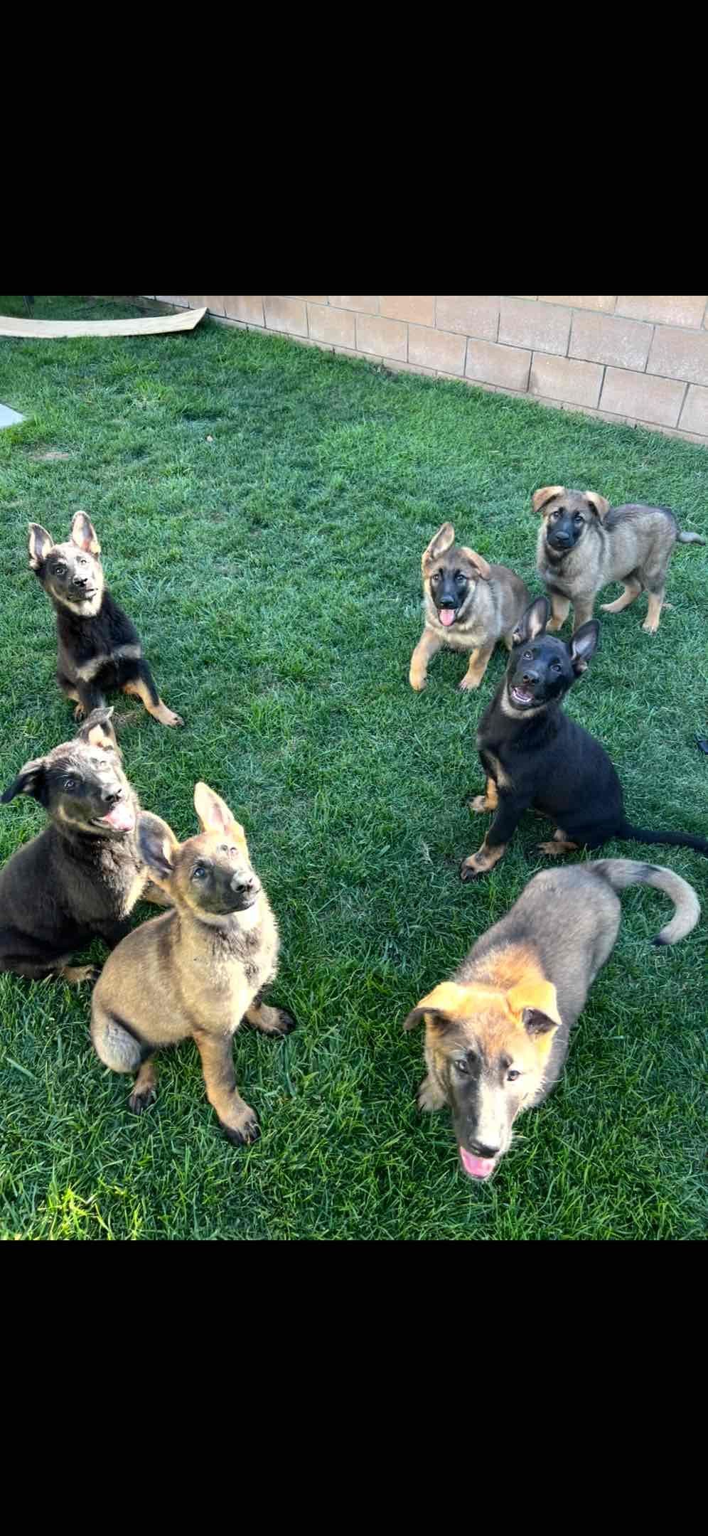 German Shepherd Dog Puppies breeder image 11