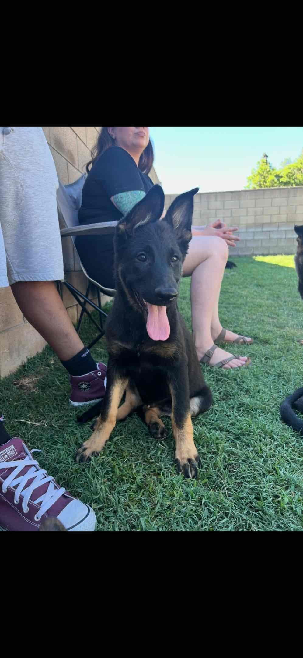 German Shepherd Dog Puppies breeder image 13