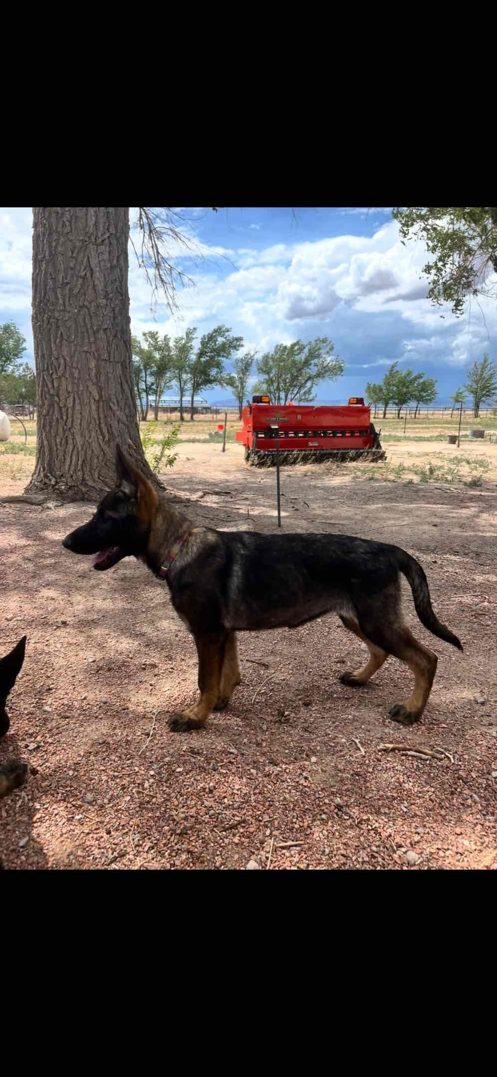 German Shepherd Dog Puppies breeder image 15