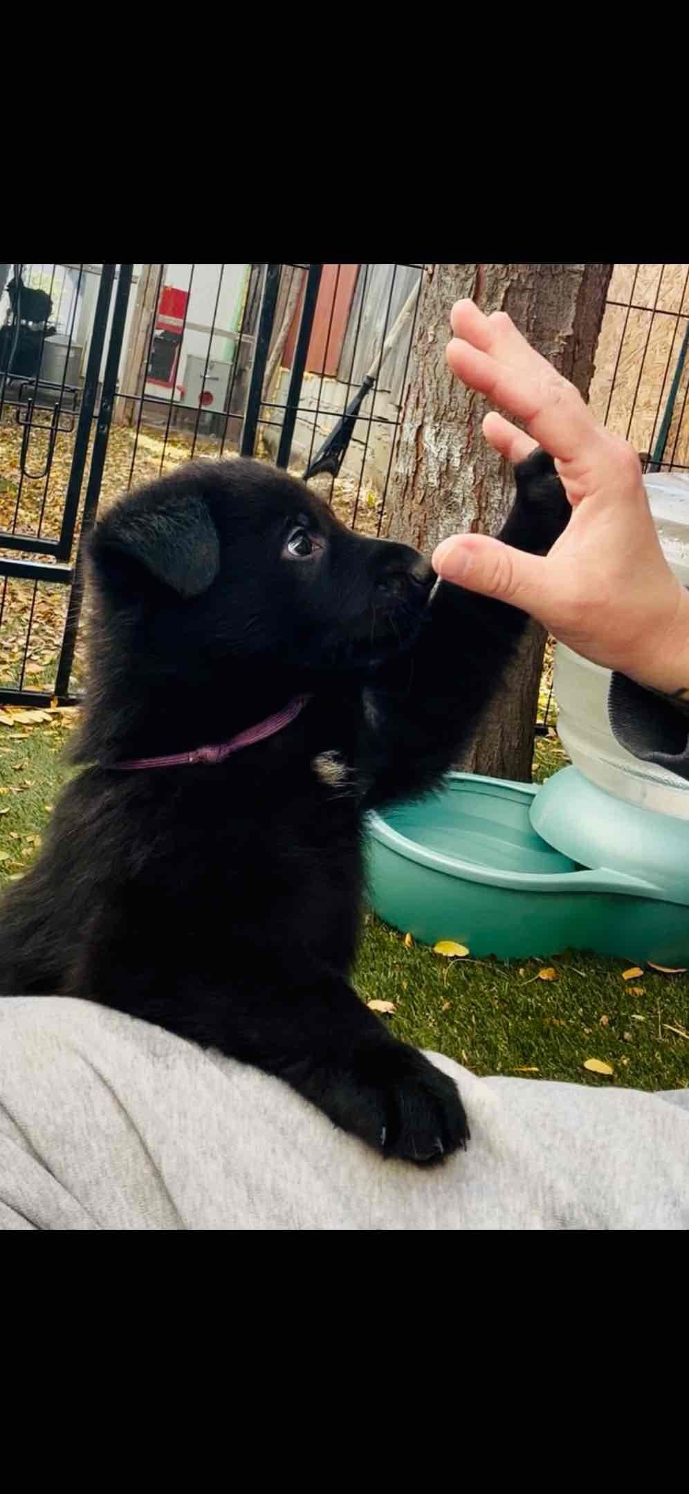German Shepherd Dog Puppies breeder image 16