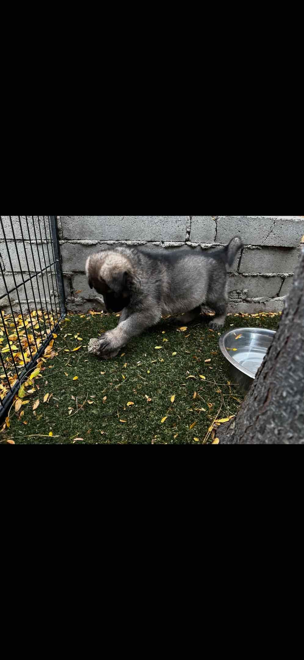German Shepherd Dog Puppies breeder image 17