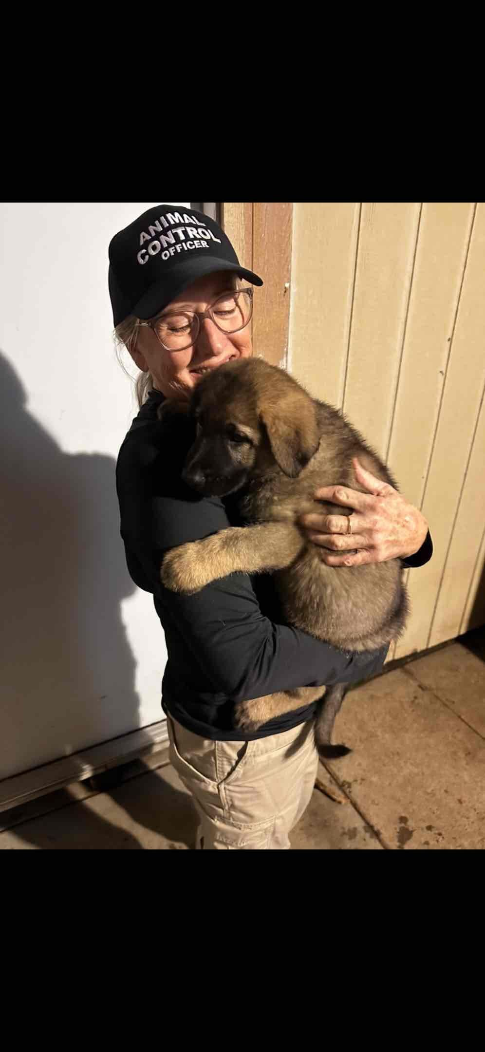 German Shepherd Dog Puppies breeder image 18