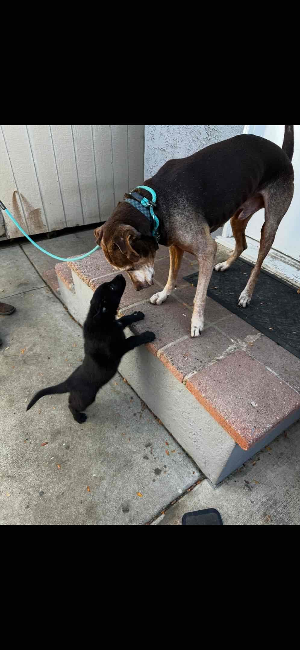 German Shepherd Dog Puppies breeder image 19