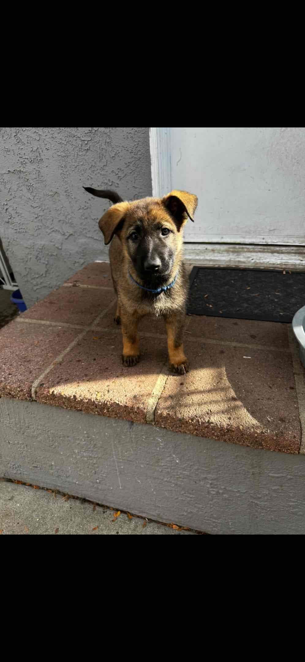 German Shepherd Dog Puppies breeder image 21