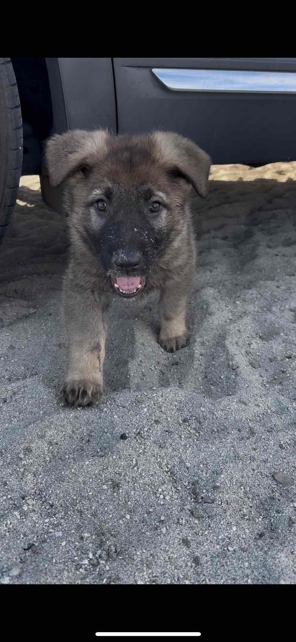 German Shepherd Dog Puppies breeder image 22