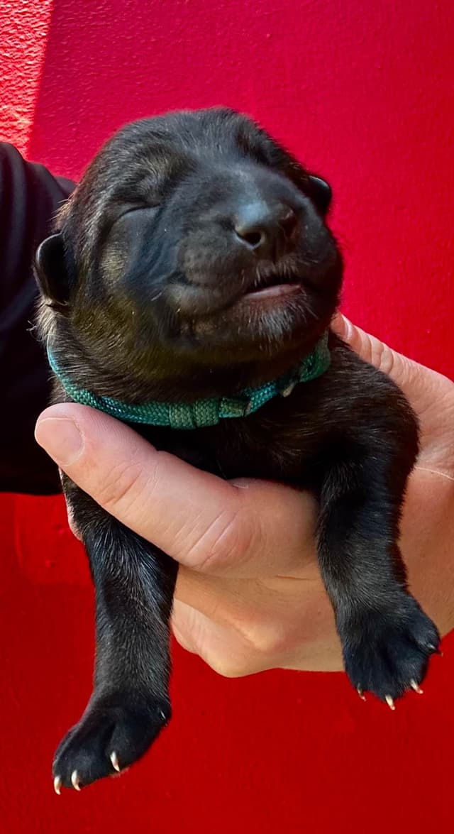 German Shepherd Dog Puppies media 2