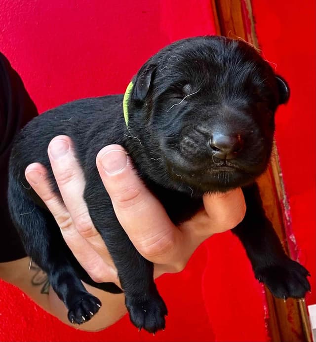German Shepherd Dog Puppies media 3