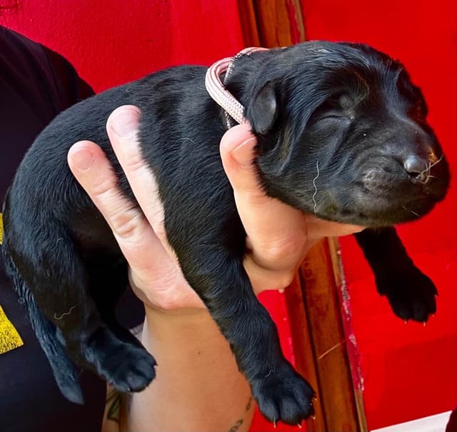 German Shepherd Dog Puppies media 4