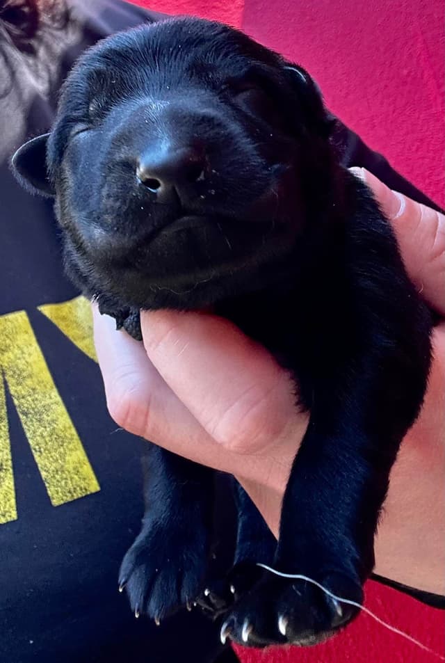 German Shepherd Dog Puppies media 5