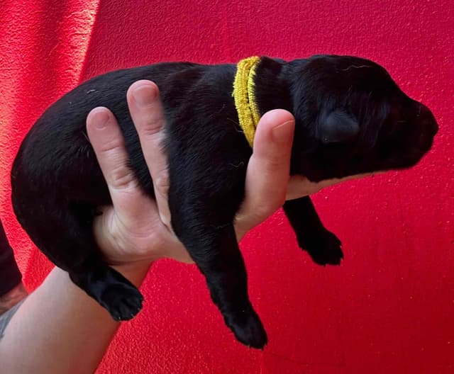 German Shepherd Dog Puppies media 6