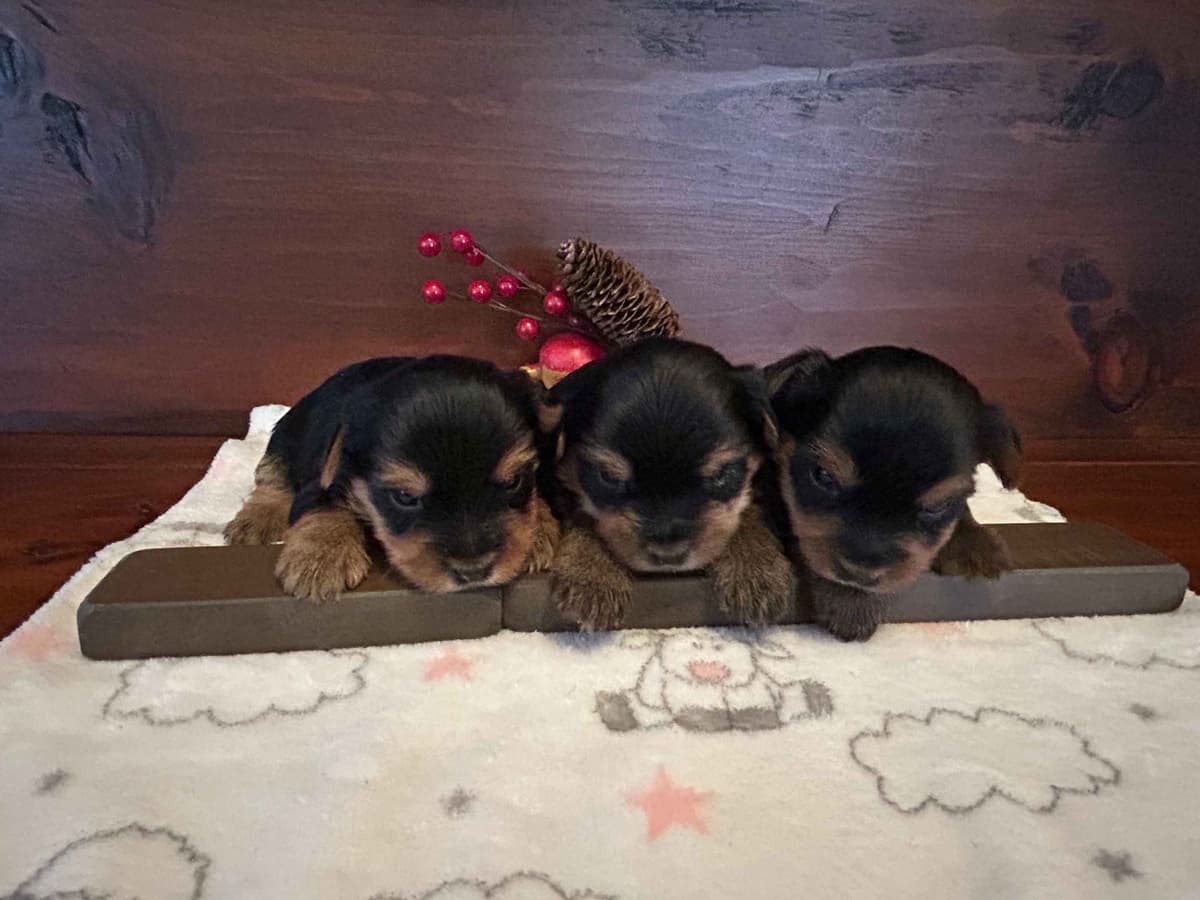Miniature Dachshund Puppies breeder image 2