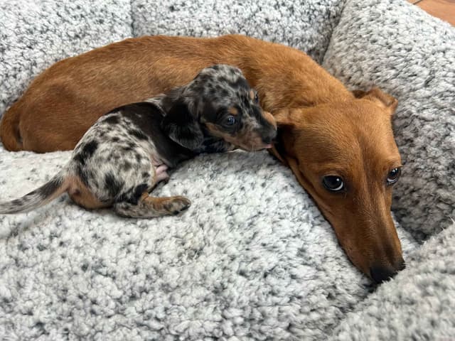 Miniature Dachshund Puppies media 8