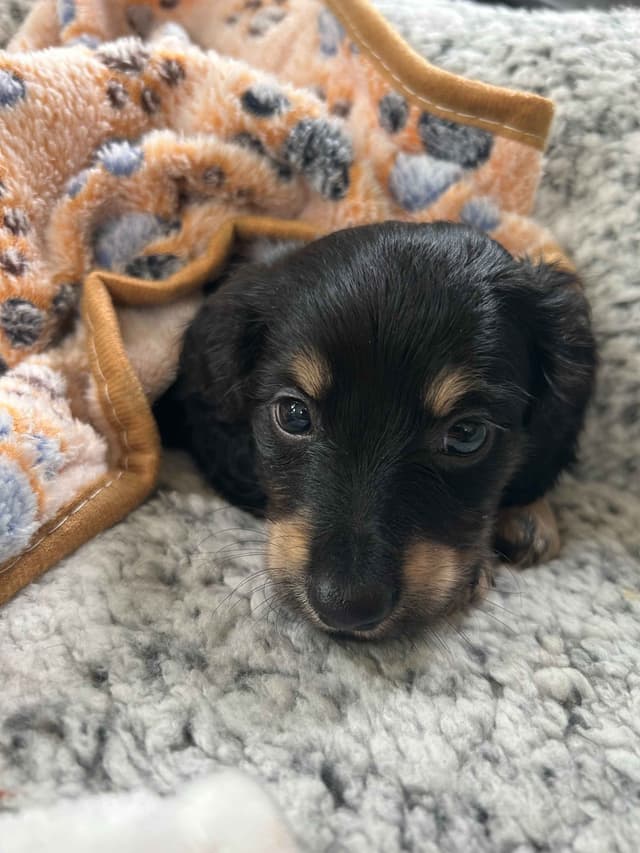 Miniature Dachshund Puppies media 4