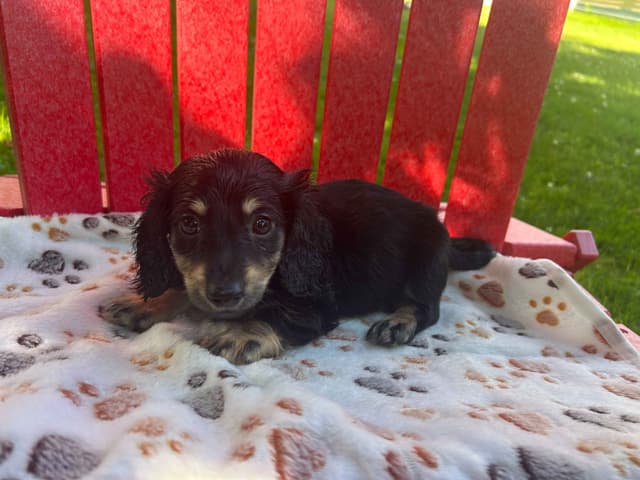 Miniature Dachshund Puppies media 2