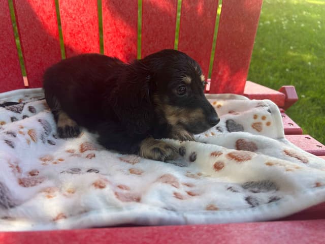 Miniature Dachshund Puppies media 3