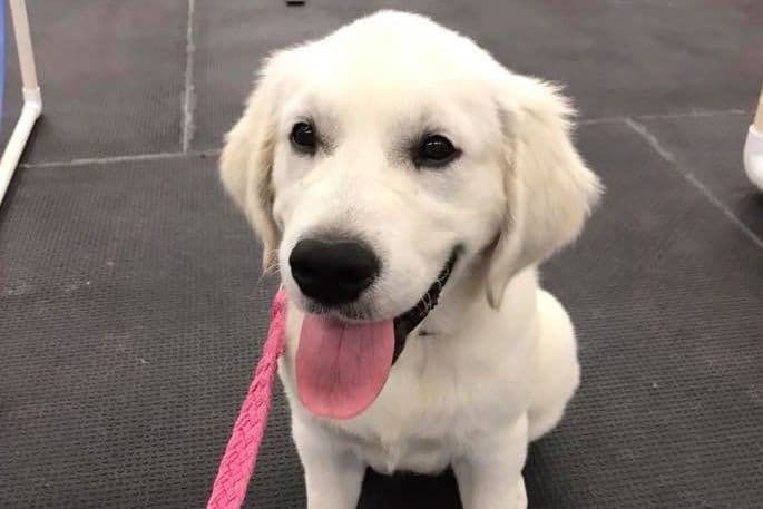 Precious Goldens breeder image 3