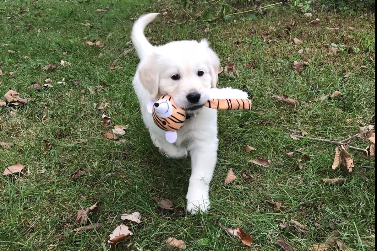 Precious Goldens breeder image 1