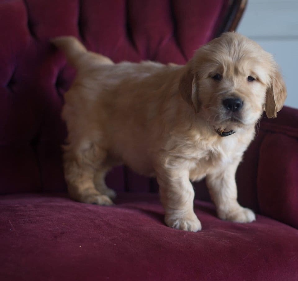 Precious Goldens breeder image 2